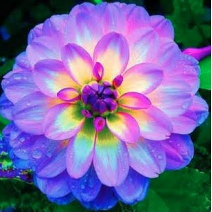 flower flower